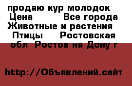 продаю кур молодок. › Цена ­ 320 - Все города Животные и растения » Птицы   . Ростовская обл.,Ростов-на-Дону г.